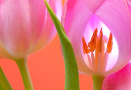 Flower Pink Tulip Flowering Plant photo