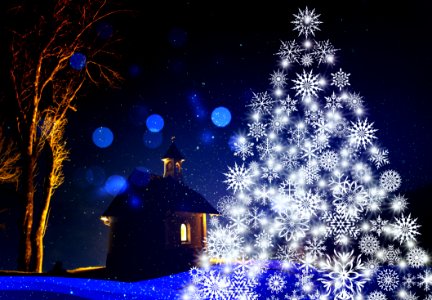 Blue Christmas Tree Nature Winter