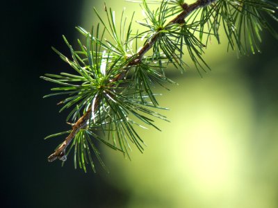 Pine Family Tree Branch Spruce photo