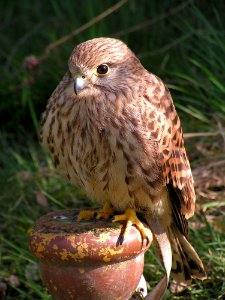 Bird Beak Fauna Falcon photo