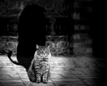 White Black Photograph Black And White