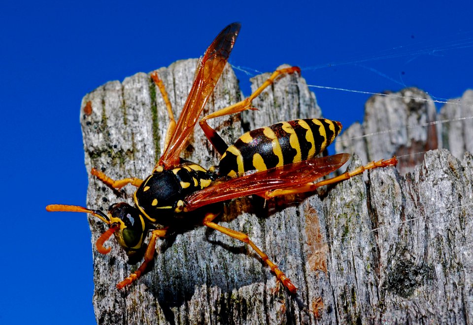 Insect Invertebrate Macro Photography Arthropod