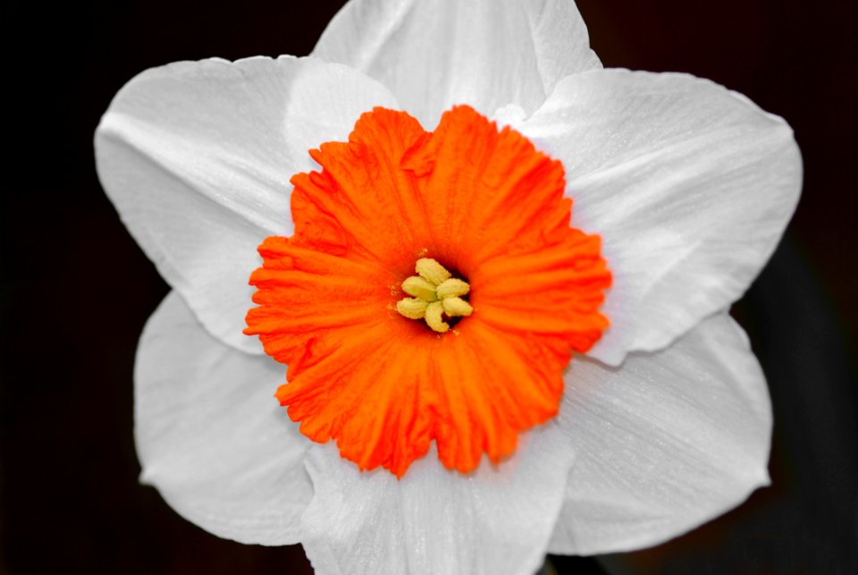 Flower Flowering Plant Flora Plant