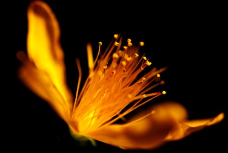 Yellow Flower Macro Photography Close Up