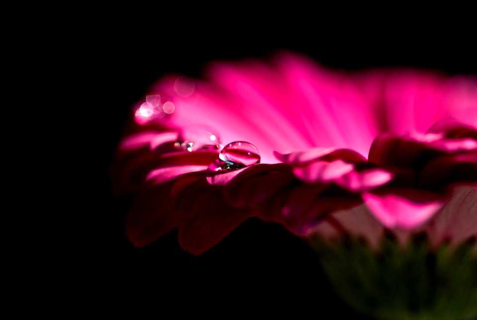 Flower Pink Flora Petal
