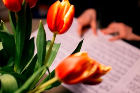 Tulips Flowers