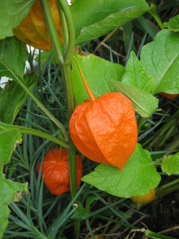Floral plant natural