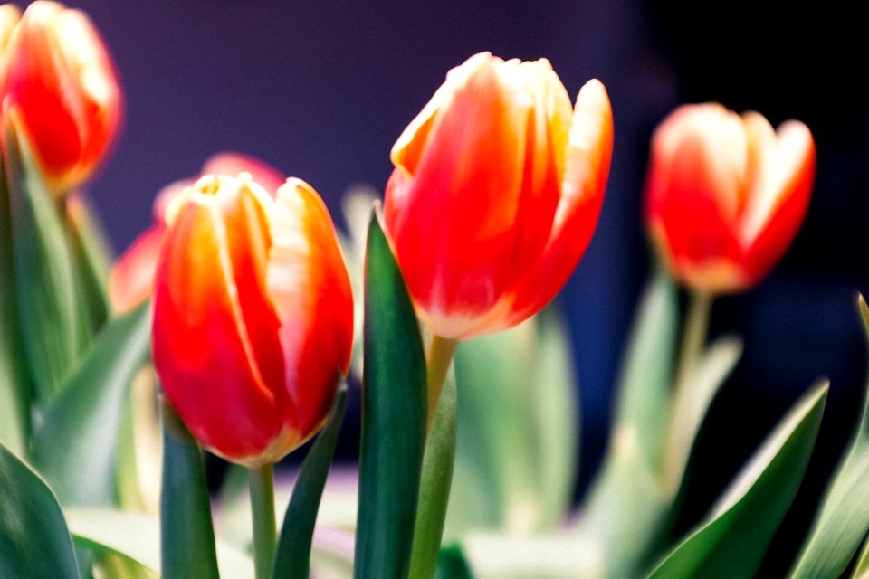 Red Tulips