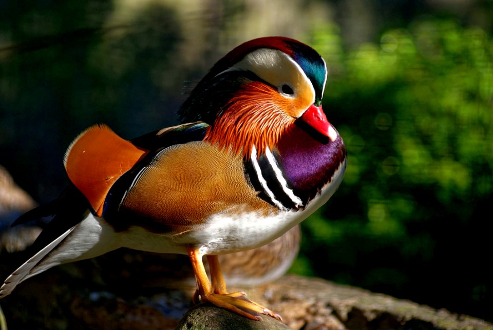 Carolina Wood Duck