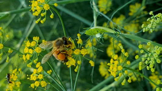 Bee With Saddlebags