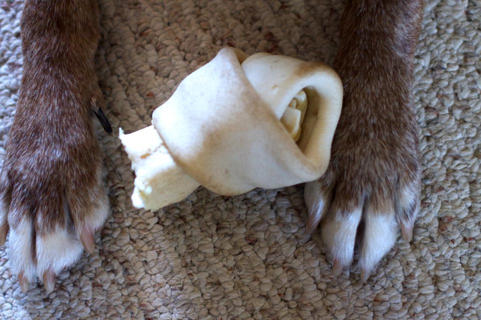 2017365218 I Got This Bone Thing