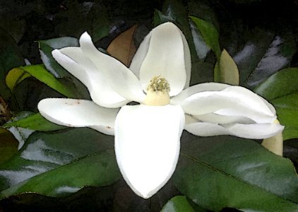 NC 10 - MAGNOLIA BLOSSOM (Magnolia Grandiflora) (June 2017) -WATERCOLOR