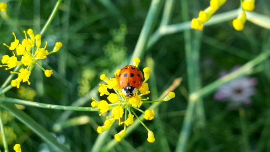 Ladybird On Small Flower