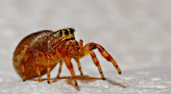 Arachnid Spider Invertebrate Insect