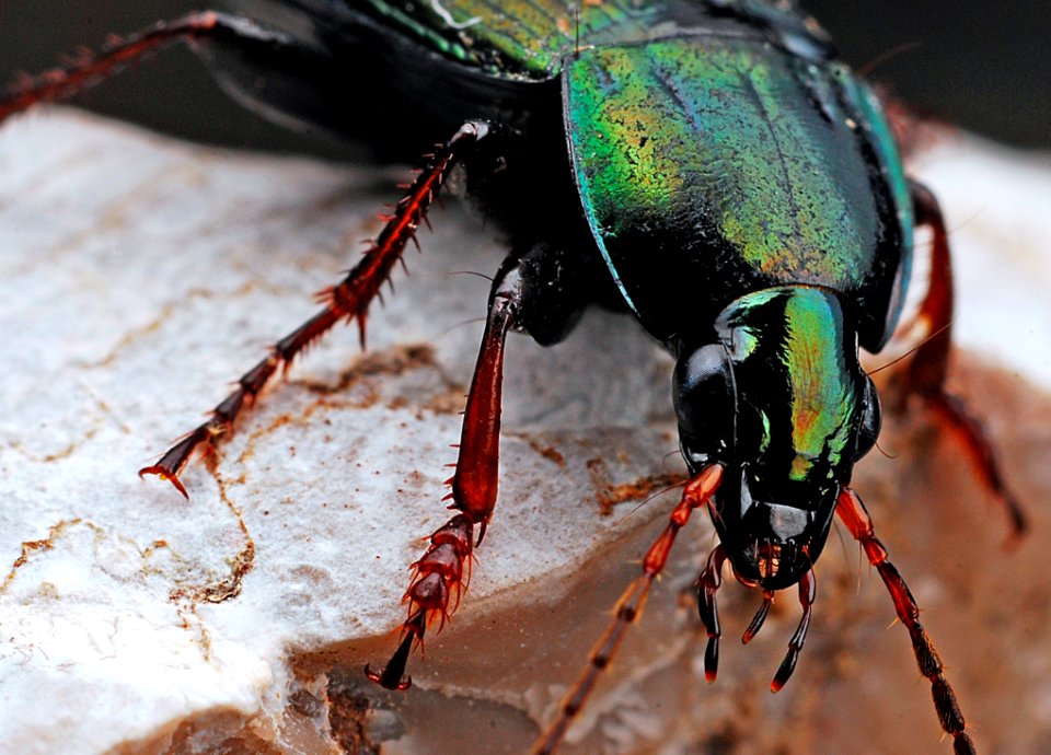 Insect Invertebrate Beetle Close Up