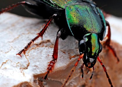 Insect Invertebrate Beetle Close Up