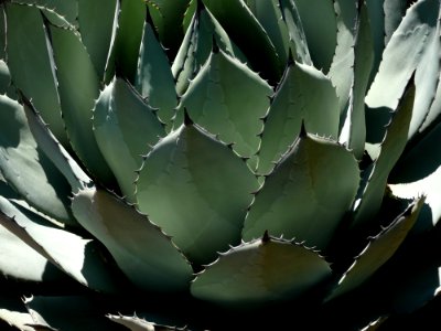 Plant Agave Leaf Agave Azul