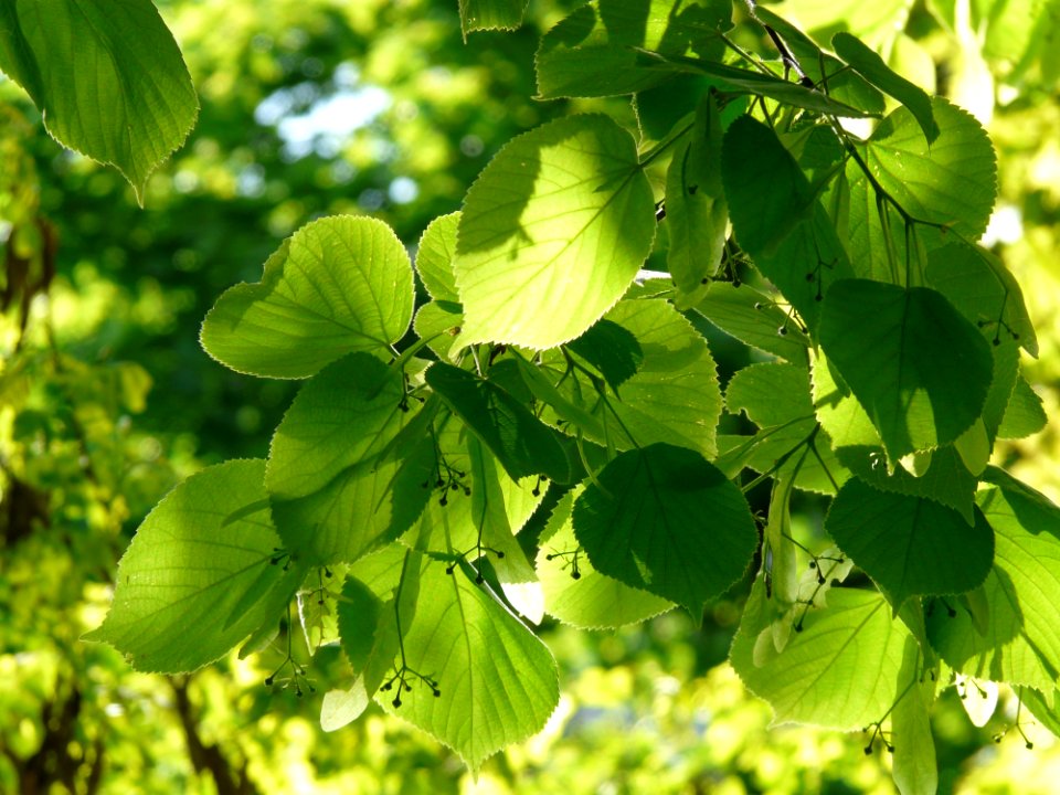Leaf Plant Tree Branch