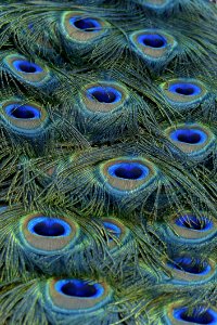 Feather Peafowl Close Up Organism