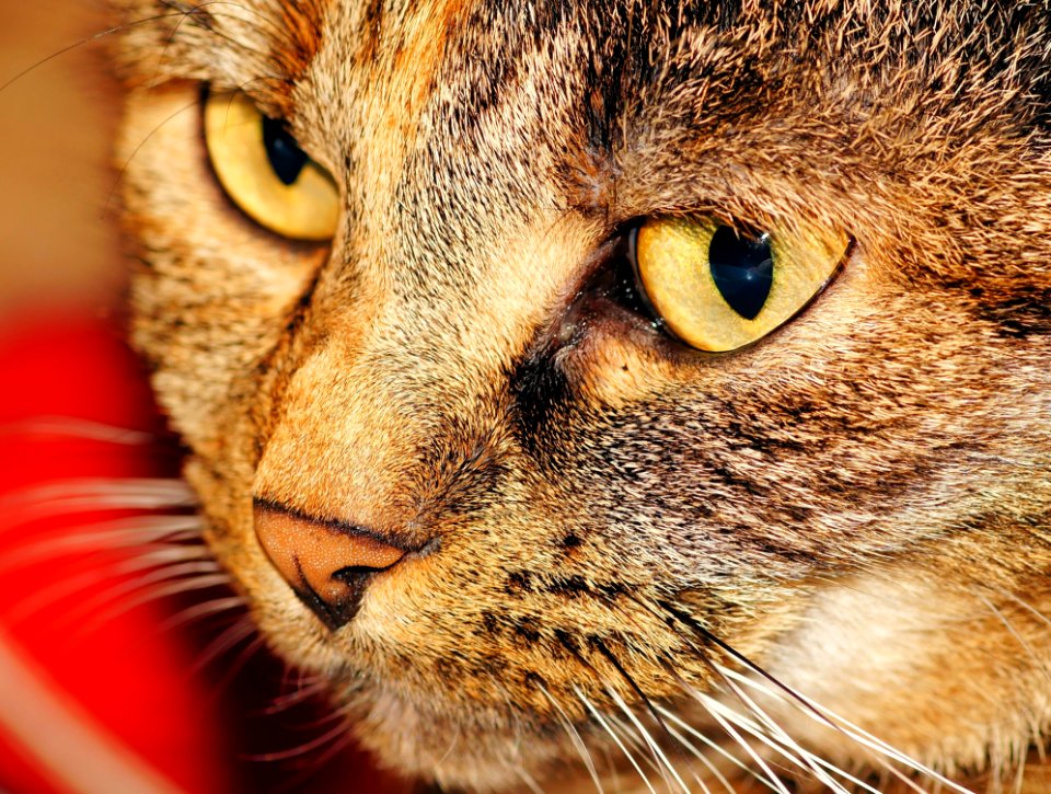 Cat Whiskers Eye Small To Medium Sized Cats photo