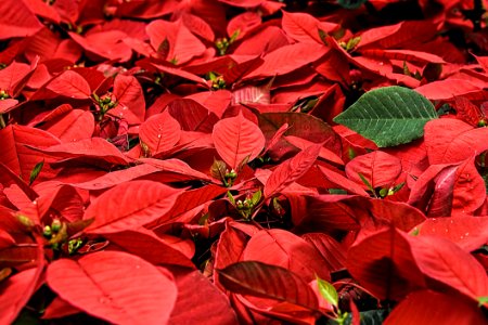 Red Leaf Flora Plant