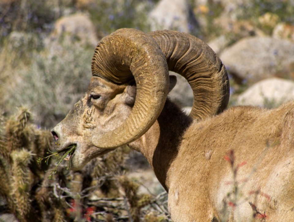 Sheep With Bighorn