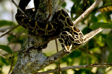 Burmese Python Snake photo