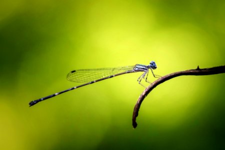 Damselfly Odonata Insect