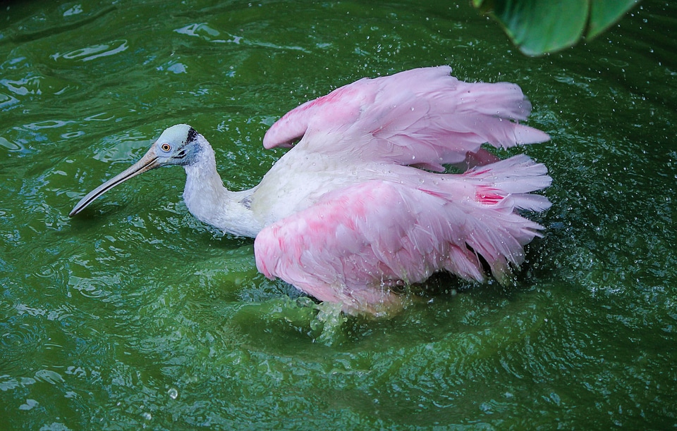 Bird water bird bathing