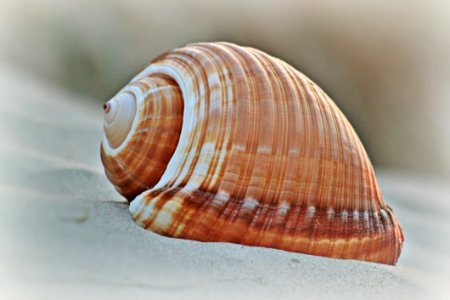 Brown Shell In Macro Shot Photography photo