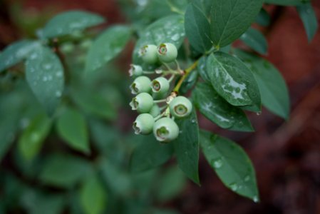 Brightwell Blueberry