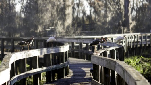 Phinizy Swamp In The Morning photo