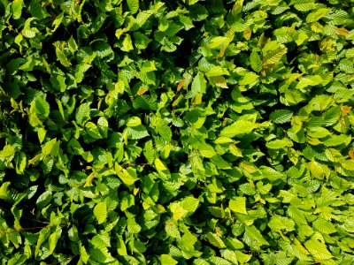 Plant Tree Evergreen Groundcover