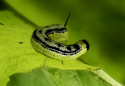 Green Caterpillar On Leaf photo