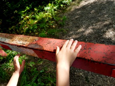 Hand Plant Leaf Wood photo