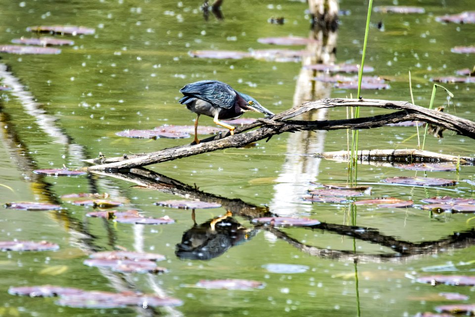 Oiseau (Hron Vert) 1100 photo