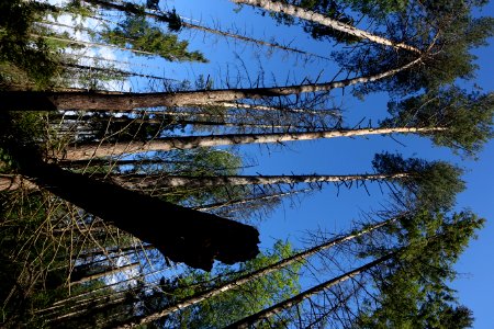 Sky Plant Community Wood Plant
