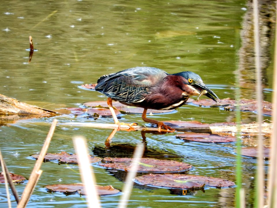 Oiseau (Hron Vert) 1106
