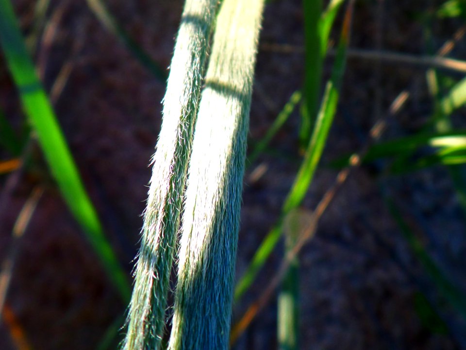Furry Grass