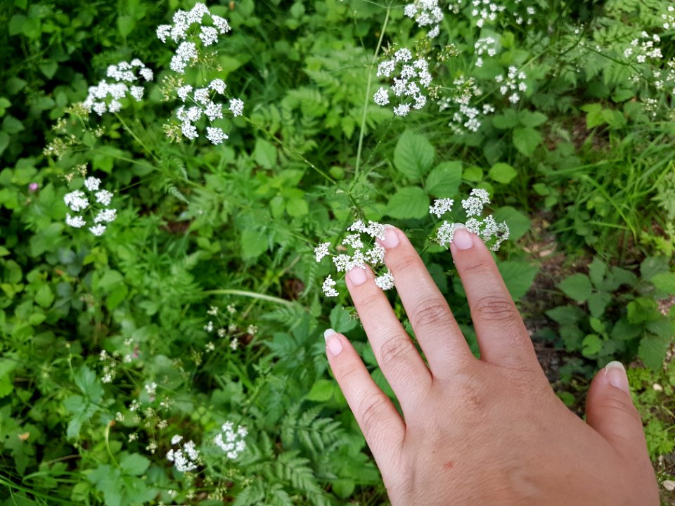 Flower Plant Green Botany