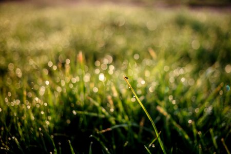 Morning Dew On The Grass