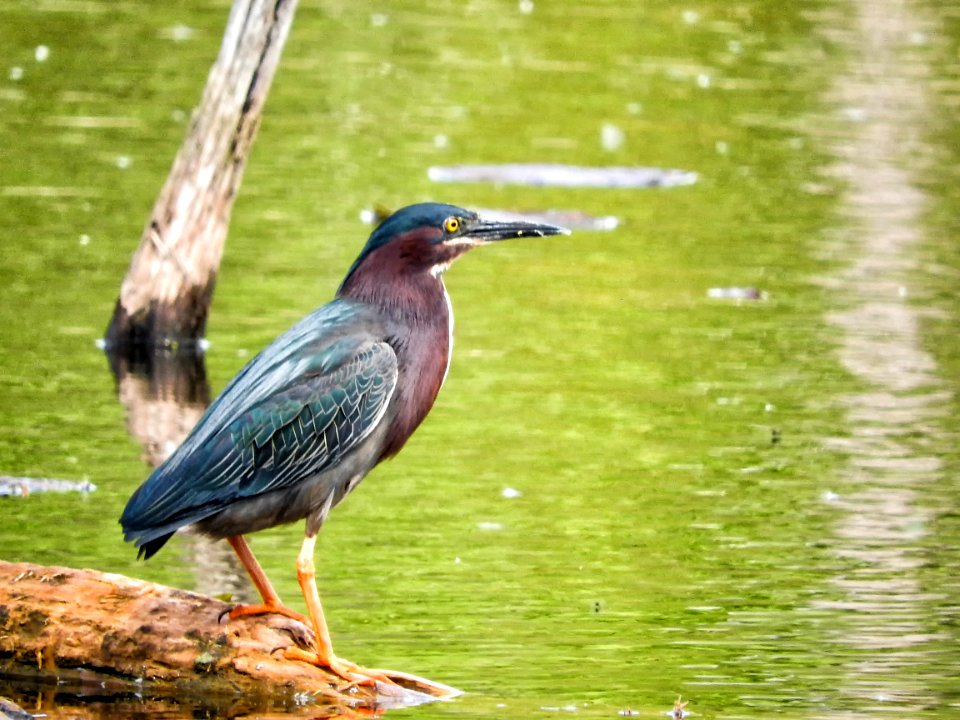 Oiseau (Hron Vert) 1102 photo