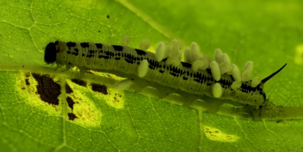 Wasp Larvae At The All You Can Eat Buffet
