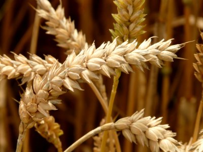 Brown Wheat Grain photo