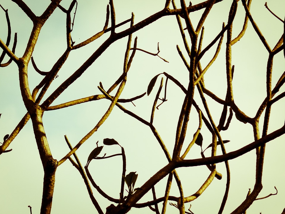 Fall silhouette sky