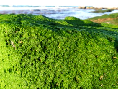 Carpet Of Green