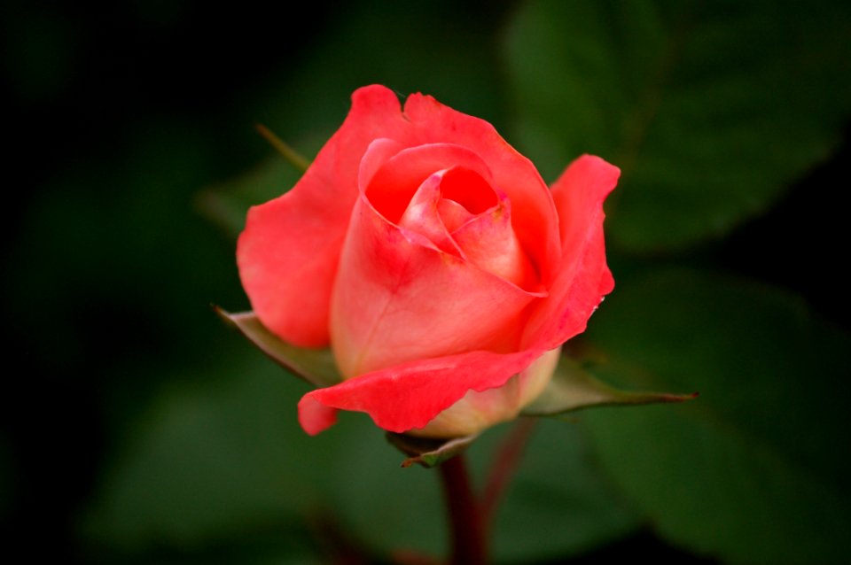 Pink Rose Wallpaper