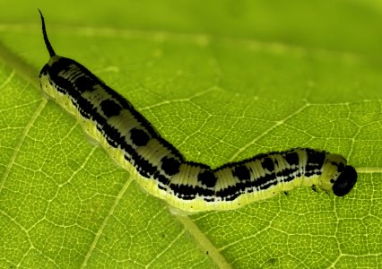 Caterpillar On Leaf