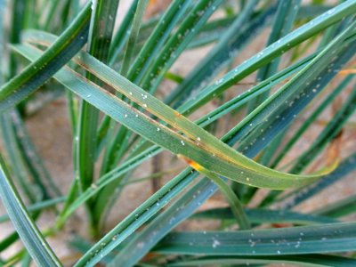 Sandy Grass