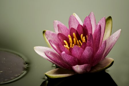 New Water Lily photo